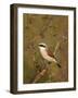 Red-Backed Shrike (Lanius Collurio), Kruger National Park, South Africa, Africa-James Hager-Framed Photographic Print