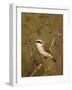 Red-Backed Shrike (Lanius Collurio), Kruger National Park, South Africa, Africa-James Hager-Framed Photographic Print