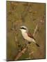 Red-Backed Shrike (Lanius Collurio), Kruger National Park, South Africa, Africa-James Hager-Mounted Photographic Print
