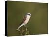 Red-Backed Shrike (Lanius Collurio), Kruger National Park, South Africa, Africa-James Hager-Stretched Canvas