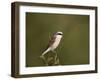 Red-Backed Shrike (Lanius Collurio), Kruger National Park, South Africa, Africa-James Hager-Framed Photographic Print