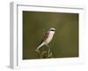 Red-Backed Shrike (Lanius Collurio), Kruger National Park, South Africa, Africa-James Hager-Framed Photographic Print