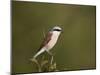 Red-Backed Shrike (Lanius Collurio), Kruger National Park, South Africa, Africa-James Hager-Mounted Photographic Print