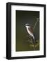 Red-Backed Shrike (Lanius Collurio), Kruger National Park, South Africa, Africa-James Hager-Framed Photographic Print