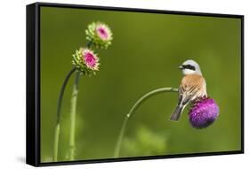 Red-Backed Shrike Male (Lanius Collurio) Male Perched on Musk Thistle (Carduus Nutans) Bulgaria-Nill-Framed Stretched Canvas