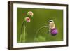 Red-Backed Shrike Male (Lanius Collurio) Male Perched on Musk Thistle (Carduus Nutans) Bulgaria-Nill-Framed Photographic Print