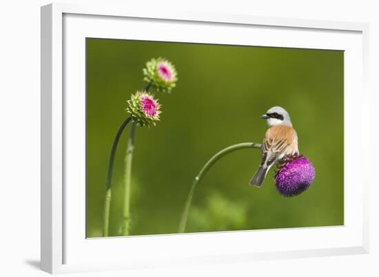 Red-Backed Shrike Male (Lanius Collurio) Male Perched on Musk Thistle (Carduus Nutans) Bulgaria-Nill-Framed Photographic Print