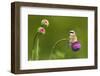 Red-Backed Shrike Male (Lanius Collurio) Male Perched on Musk Thistle (Carduus Nutans) Bulgaria-Nill-Framed Photographic Print