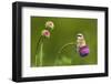 Red-Backed Shrike Male (Lanius Collurio) Male Perched on Musk Thistle (Carduus Nutans) Bulgaria-Nill-Framed Photographic Print