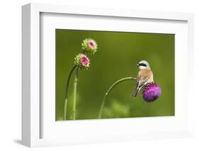 Red-Backed Shrike Male (Lanius Collurio) Male Perched on Musk Thistle (Carduus Nutans) Bulgaria-Nill-Framed Photographic Print