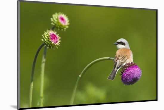 Red-Backed Shrike Male (Lanius Collurio) Male Perched on Musk Thistle (Carduus Nutans) Bulgaria-Nill-Mounted Photographic Print