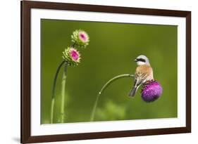 Red-Backed Shrike Male (Lanius Collurio) Male Perched on Musk Thistle (Carduus Nutans) Bulgaria-Nill-Framed Photographic Print