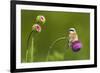 Red-Backed Shrike Male (Lanius Collurio) Male Perched on Musk Thistle (Carduus Nutans) Bulgaria-Nill-Framed Photographic Print