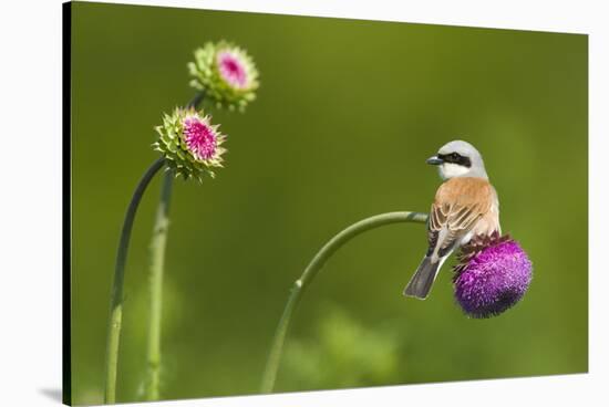 Red-Backed Shrike Male (Lanius Collurio) Male Perched on Musk Thistle (Carduus Nutans) Bulgaria-Nill-Stretched Canvas