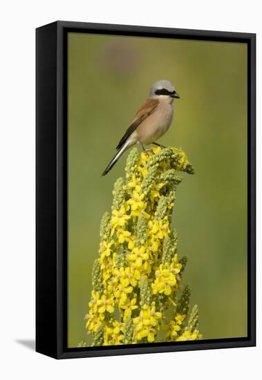 Red-Backed Shrike Male (Lanius Collurio) Perched on Denseflower Mullein, Bulgaria, May-Nill-Framed Stretched Canvas