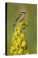 Red-Backed Shrike Male (Lanius Collurio) Perched on Denseflower Mullein, Bulgaria, May-Nill-Stretched Canvas