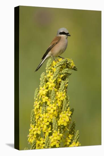Red-Backed Shrike Male (Lanius Collurio) Perched on Denseflower Mullein, Bulgaria, May-Nill-Stretched Canvas
