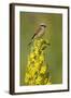 Red-Backed Shrike Male (Lanius Collurio) Perched on Denseflower Mullein, Bulgaria, May-Nill-Framed Premium Photographic Print