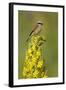 Red-Backed Shrike Male (Lanius Collurio) Perched on Denseflower Mullein, Bulgaria, May-Nill-Framed Premium Photographic Print