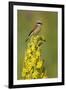 Red-Backed Shrike Male (Lanius Collurio) Perched on Denseflower Mullein, Bulgaria, May-Nill-Framed Photographic Print