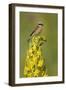 Red-Backed Shrike Male (Lanius Collurio) Perched on Denseflower Mullein, Bulgaria, May-Nill-Framed Photographic Print