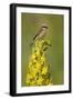 Red-Backed Shrike Male (Lanius Collurio) Perched on Denseflower Mullein, Bulgaria, May-Nill-Framed Photographic Print