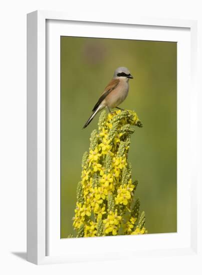 Red-Backed Shrike Male (Lanius Collurio) Perched on Denseflower Mullein, Bulgaria, May-Nill-Framed Photographic Print