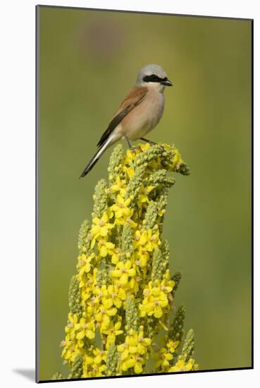 Red-Backed Shrike Male (Lanius Collurio) Perched on Denseflower Mullein, Bulgaria, May-Nill-Mounted Photographic Print