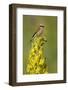 Red-Backed Shrike Male (Lanius Collurio) Perched on Denseflower Mullein, Bulgaria, May-Nill-Framed Photographic Print