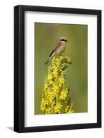 Red-Backed Shrike Male (Lanius Collurio) Perched on Denseflower Mullein, Bulgaria, May-Nill-Framed Photographic Print