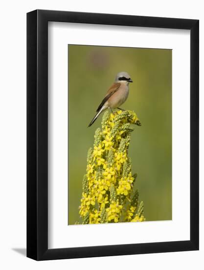 Red-Backed Shrike Male (Lanius Collurio) Perched on Denseflower Mullein, Bulgaria, May-Nill-Framed Photographic Print