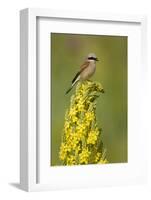 Red-Backed Shrike Male (Lanius Collurio) Perched on Denseflower Mullein, Bulgaria, May-Nill-Framed Photographic Print