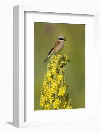 Red-Backed Shrike Male (Lanius Collurio) Perched on Denseflower Mullein, Bulgaria, May-Nill-Framed Photographic Print