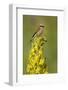 Red-Backed Shrike Male (Lanius Collurio) Perched on Denseflower Mullein, Bulgaria, May-Nill-Framed Photographic Print