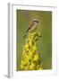 Red-Backed Shrike Male (Lanius Collurio) Perched on Denseflower Mullein, Bulgaria, May-Nill-Framed Photographic Print