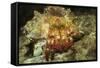 Red-Banded Hermit Crab-Hal Beral-Framed Stretched Canvas