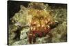 Red-Banded Hermit Crab-Hal Beral-Stretched Canvas