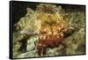 Red-Banded Hermit Crab-Hal Beral-Framed Stretched Canvas