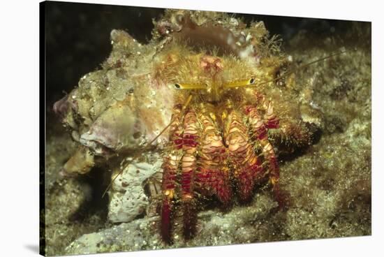 Red-Banded Hermit Crab-Hal Beral-Stretched Canvas