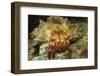 Red-Banded Hermit Crab-Hal Beral-Framed Photographic Print