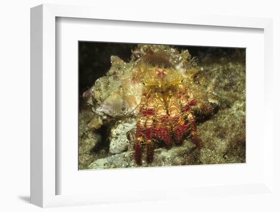 Red-Banded Hermit Crab-Hal Beral-Framed Photographic Print