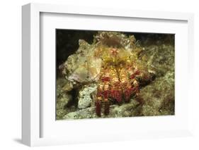 Red-Banded Hermit Crab-Hal Beral-Framed Photographic Print