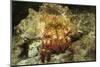 Red-Banded Hermit Crab-Hal Beral-Mounted Photographic Print