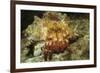 Red-Banded Hermit Crab-Hal Beral-Framed Photographic Print