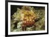 Red-Banded Hermit Crab-Hal Beral-Framed Photographic Print