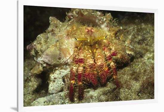 Red-Banded Hermit Crab-Hal Beral-Framed Photographic Print