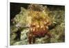 Red-Banded Hermit Crab-Hal Beral-Framed Photographic Print