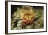 Red-Banded Hermit Crab-Hal Beral-Framed Photographic Print