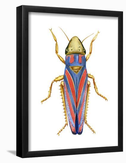 Red-Banded Leafhopper (Graphocephala Coccinea), Insects-Encyclopaedia Britannica-Framed Poster
