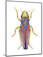 Red-Banded Leafhopper (Graphocephala Coccinea), Insects-Encyclopaedia Britannica-Mounted Poster